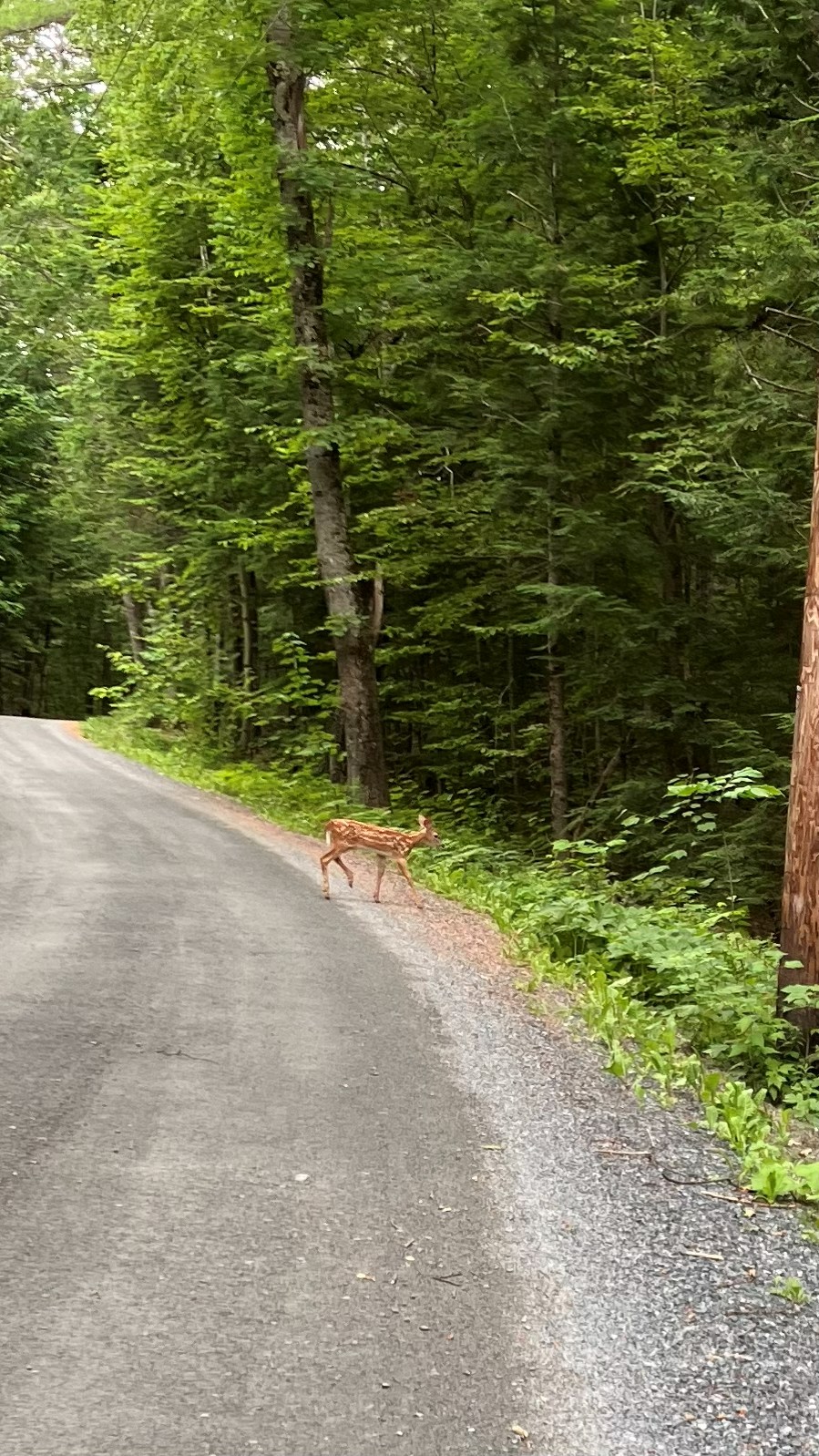 Fawn stepping off the road into the woods