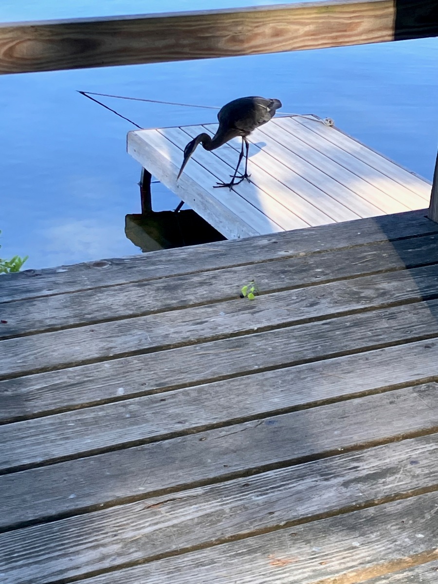 Great Blue Heron peering into lake from dock