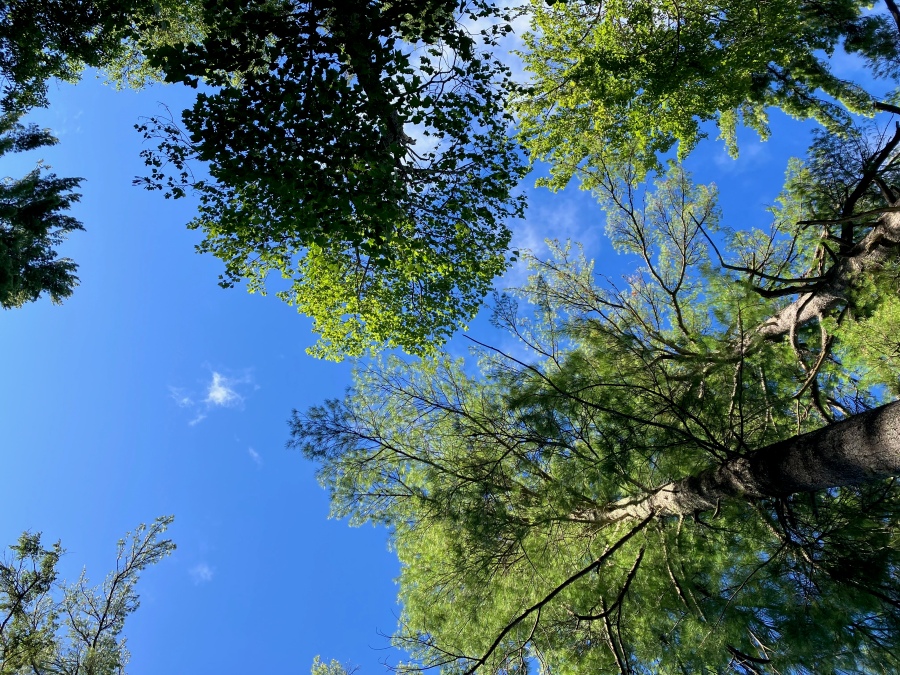 Looking up into the sunlit pine trees and blue sky